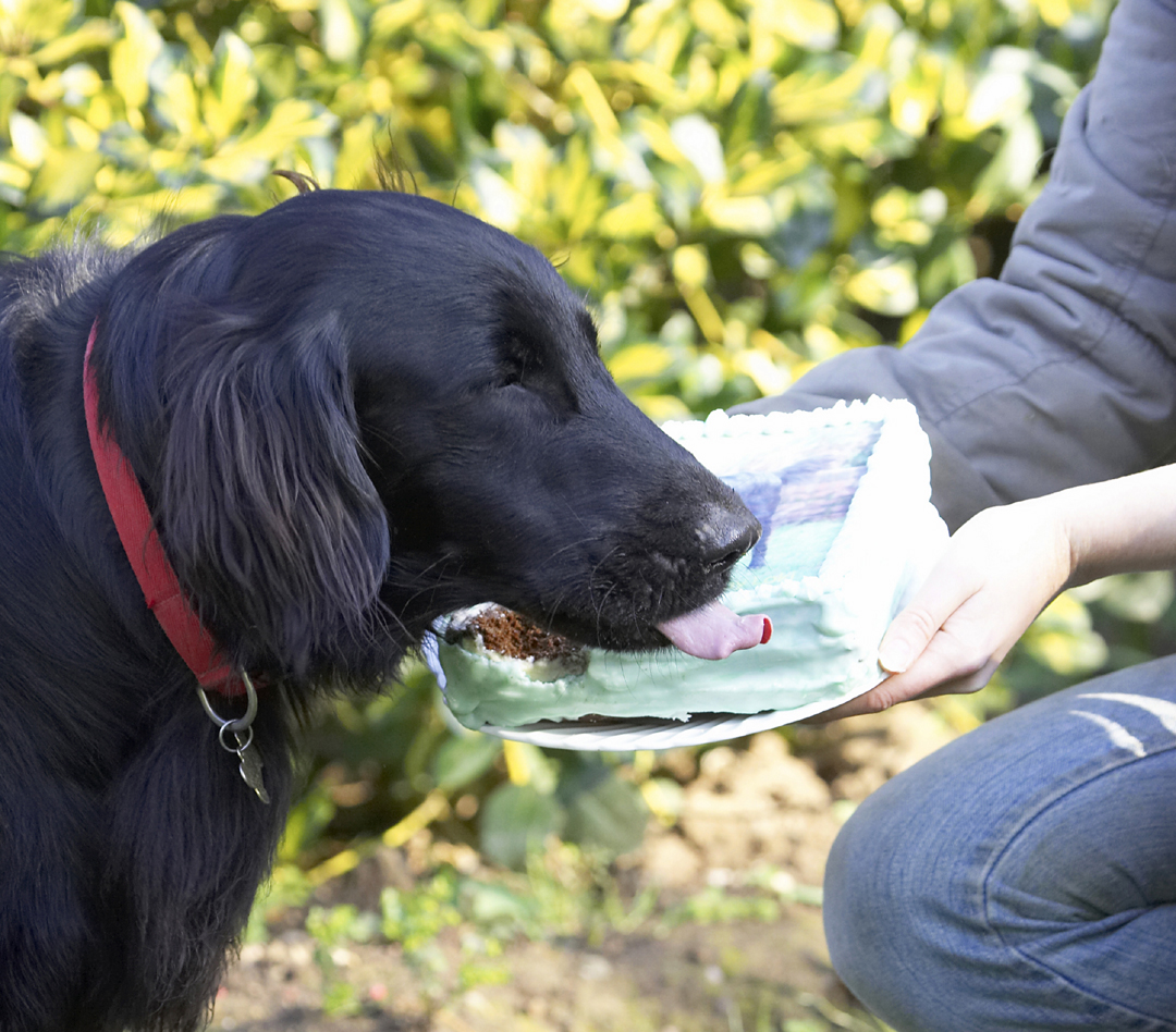 Animal, Animals, Birthday, Cake, Canine, Canines, Dog, Dogs, Flatcoated, Land Mammal, Land Mammals, Loki, Play, Playing, Playtime, Retriever, Terrestrial Mammal, Terrestrial Mammals, Tongue