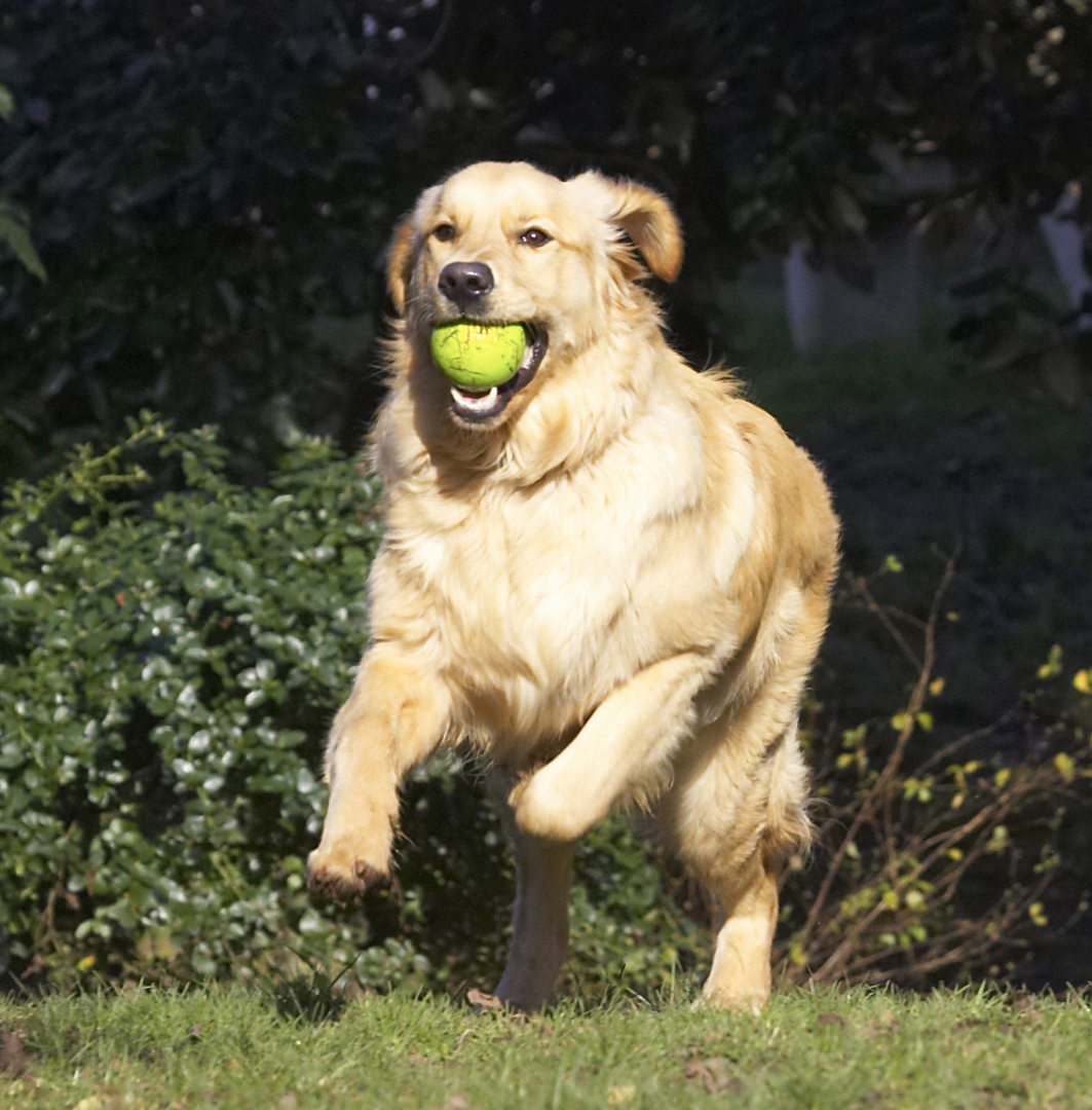 ........ a ball
