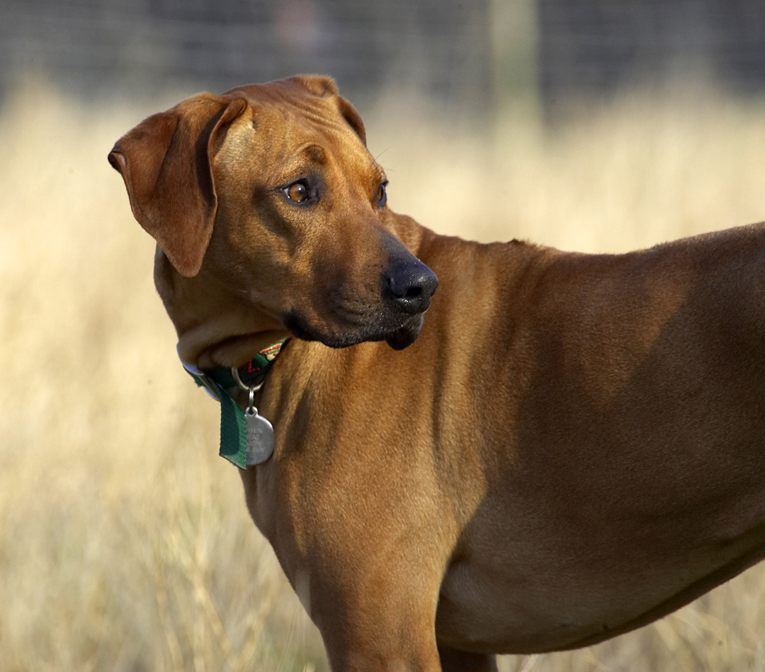 Animal, Animals, Canine, Canines, Dog, Dogs, Kila, Land Mammal, Land Mammals, Play, Playing, Playtime, Rhodesian, Ridgeback, Terrestrial Mammal, Terrestrial Mammals