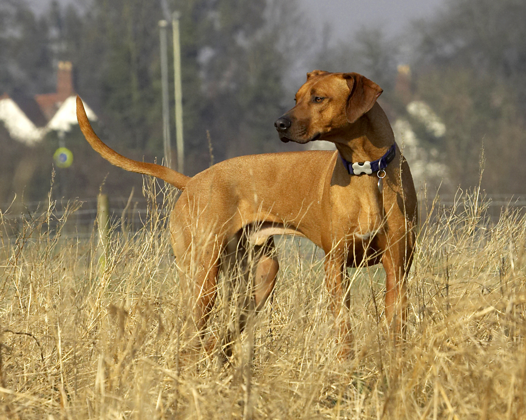 Animal, Animals, Canine, Canines, Dog, Dogs, Land Mammal, Land Mammals, Play, Playing, Playtime, Rhodesian, Ridgeback, Simba, Terrestrial Mammal, Terrestrial Mammals