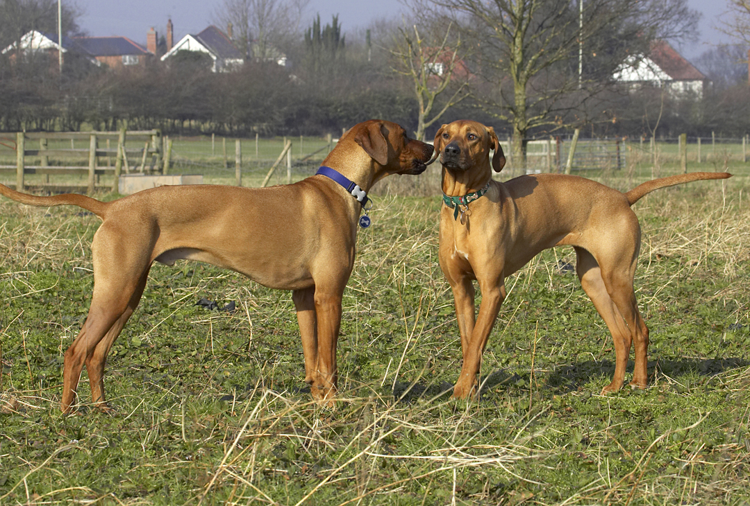 Animal, Animals, Best, Canine, Canines, Dog, Dogs, Friends, Kila, Land Mammal, Land Mammals, Play, Playing, Playtime, Rhodesian, Ridgeback, Simba, Terrestrial Mammal, Terrestrial Mammals