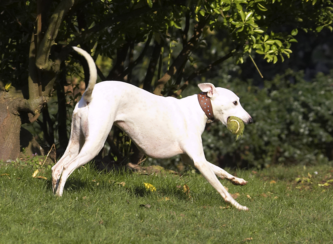 Animal, Animals, Ball, Canine, Canines, Dog, Dogs, Land Mammal, Land Mammals, Mabel, Play, Playing, Playtime, Run, Running, Terrestrial Mammal, Terrestrial Mammals, Whippet, Whippets