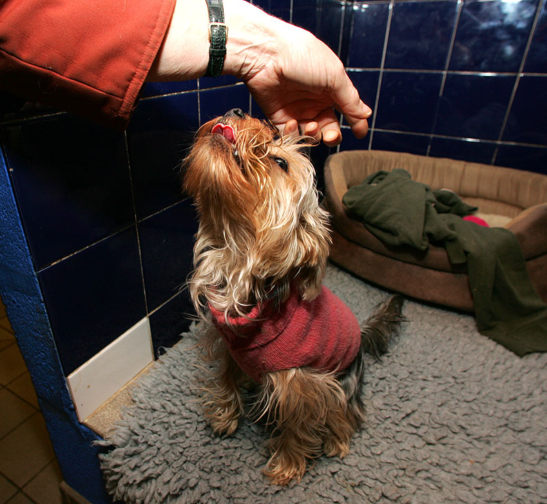 Layla Having A Liver Snack