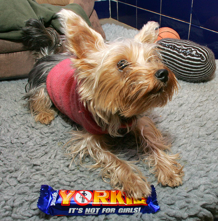 Layla and Her Contempt for the Yorkie Bar