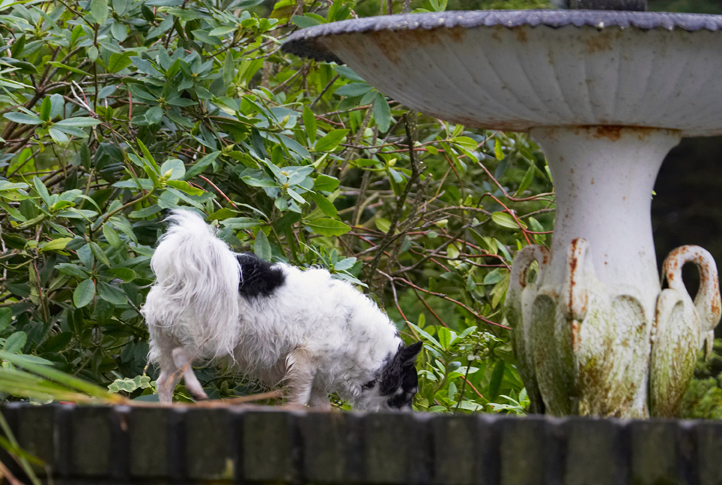 Cihuahuas, Dog, Dogs, Longhaired Chihuhua, Matt