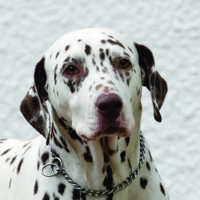 Cookie, Dalmatian, Dog, Dogs, Head