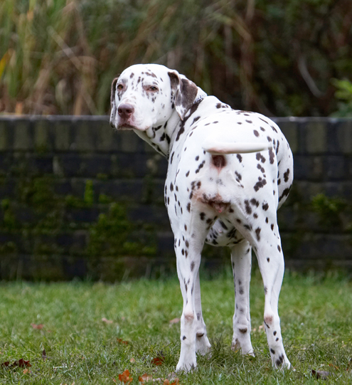 Cookie, Dalmatian, Dog, Dogs