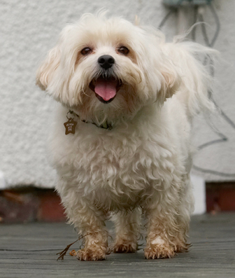 Dog, Dogs, Maltese, Stand, Standing, Teddy, Tongue
