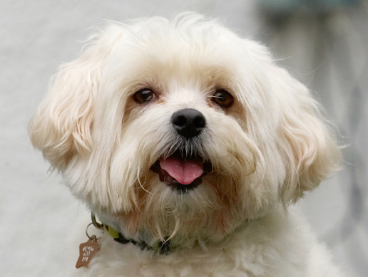 Dog, Dogs, Head, Maltese, Teddy, Tongue