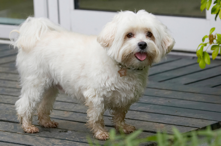 Dog, Dogs, Maltese, Stand, Standing, Teddy, Tongue