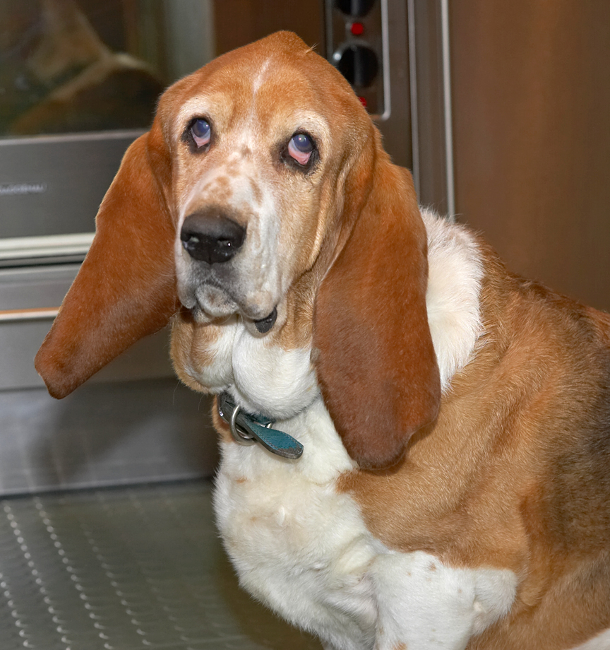 Douglas the Basset Hound