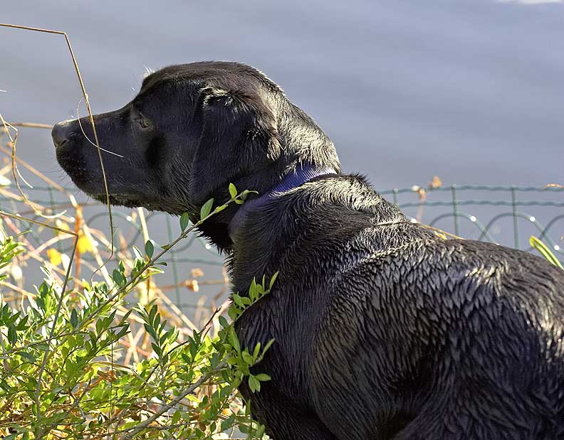 Ben Looking at Our Ducks