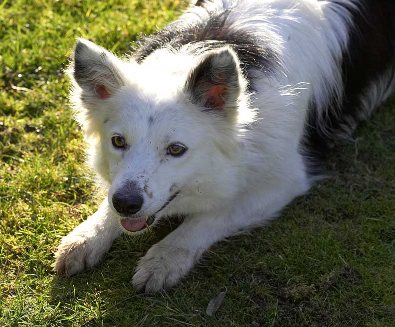 Bella Waiting for the Ball