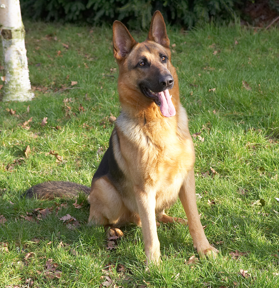 Sasha in the Sunshine