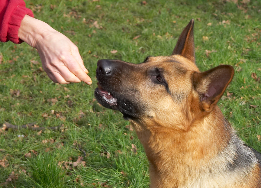 Sasha Eating A Cookie