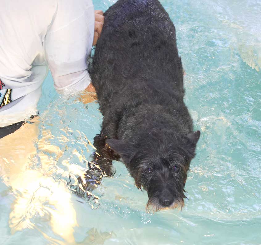 Roo - First Hydrotherapy Session