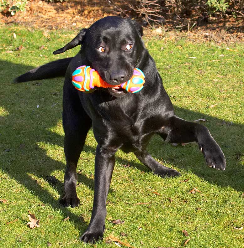 Rupert With His Toy