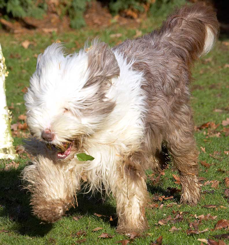 Kai Playing Catch