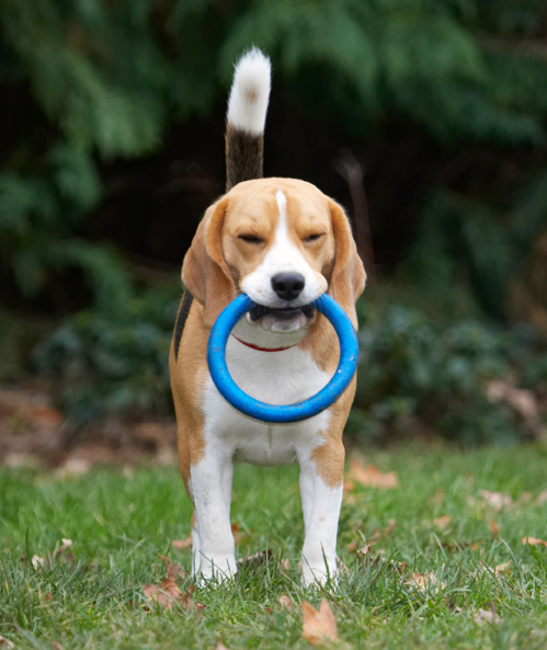 Archie, Beagle, Dog, Dogs, Play, Playing, Playtime