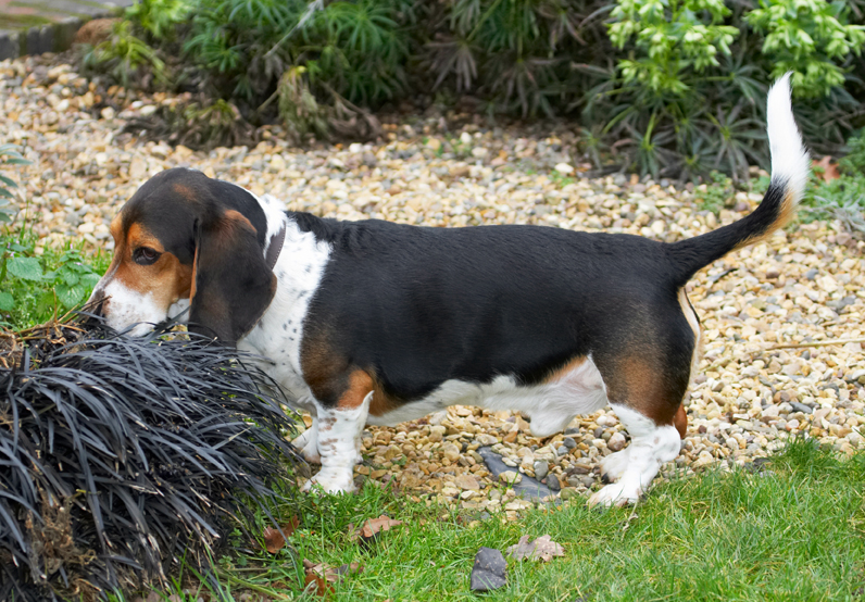 Bassett, Dog, Dogs, Hound, Hounds, Humph, Humphrey, Play, Playing, Playtime, Smell, Smelling, Sniff, Sniffing