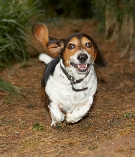 Bassett, Dog, Dogs, Hound, Hounds, Humph, Humphrey, Play, Playing, Playtime, Run, Running, Smile, Smiling