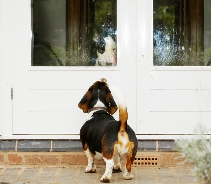 Bassett, Bull, Dog, Dogs, English, Hound, Hounds, Humph, Humphrey, Mana, Play, Playing, Playtime, Terrier, Terriers