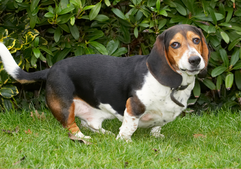 Bassett, Dog, Dogs, Face, Funny, Hound, Hounds, Humph, Humphrey, Play, Playing, Playtime