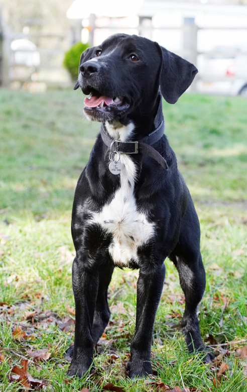 Boogla, Bougla, Dog, Dogs, Play, Playing, Playtime, Spaniel, Spaniels, Springer, Staffordshire Bull Terrirer, Stand, Standing, Terriers