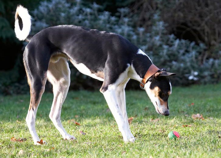 Ball, Dog, Dogs, Lurcher, Murphy, Play, Playing, Playtime