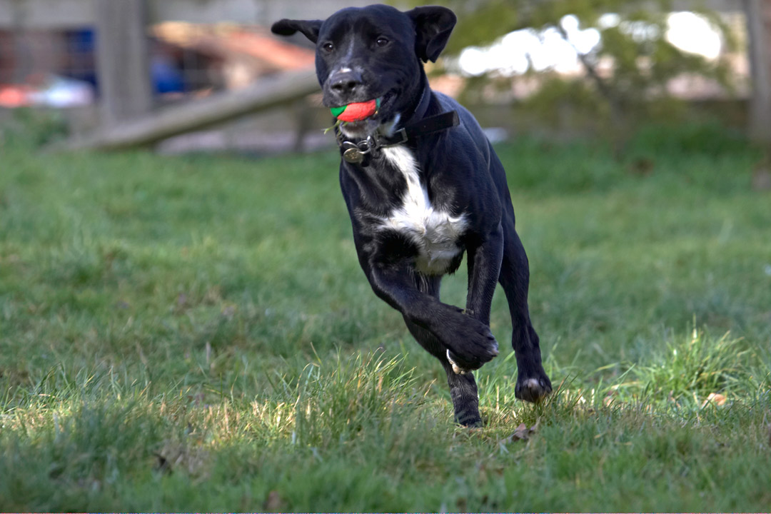 Ball, Play, Playing, Playtime, Run, Running, Spaniels, Springer Spaniel, Staffordshire Bull Terrier, Terriers