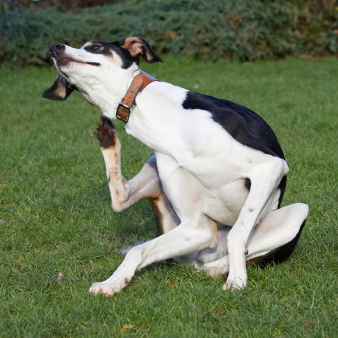 Dog, Dogs, Lurcher, Murphy, Play, Playing, Playtime, Scratch, Scratching