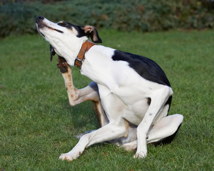 Dog, Dogs, Lurcher, Murphy, Play, Playing, Playtime, Scratch, Scratching