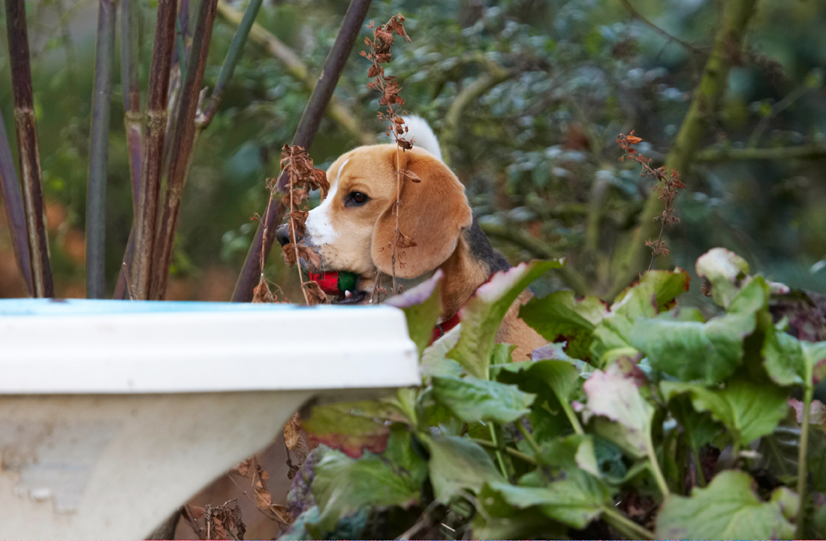 Archie, Beagle, Dog, Dogs, Play, Playing, Playtime