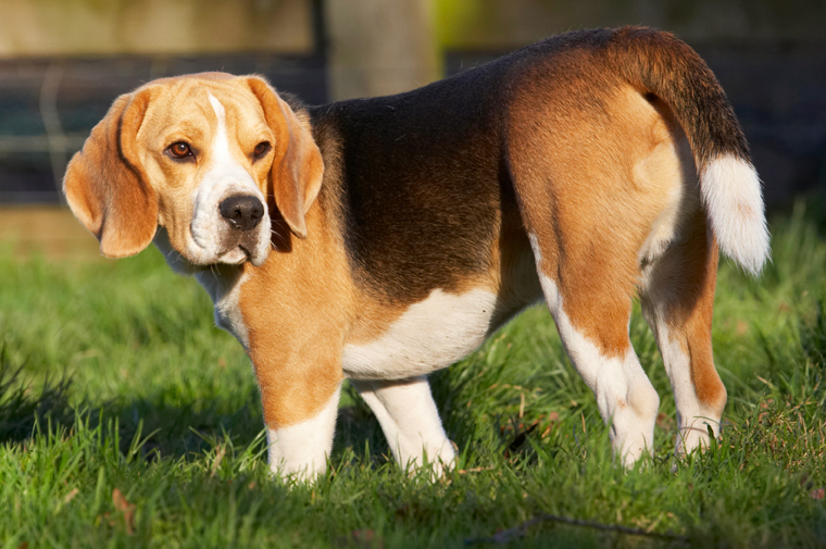 Archie, Beagle, Dog, Dogs, Play, Playing, Playtime, Stand, Standing