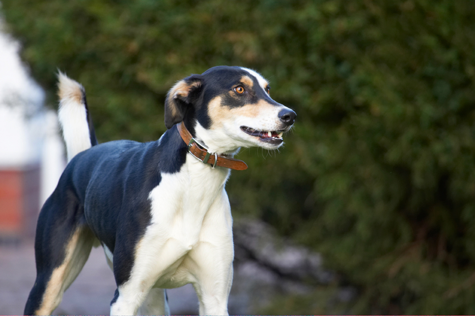 Dog, Dogs, Lurcher, Murphy, Play, Playing, Playtime