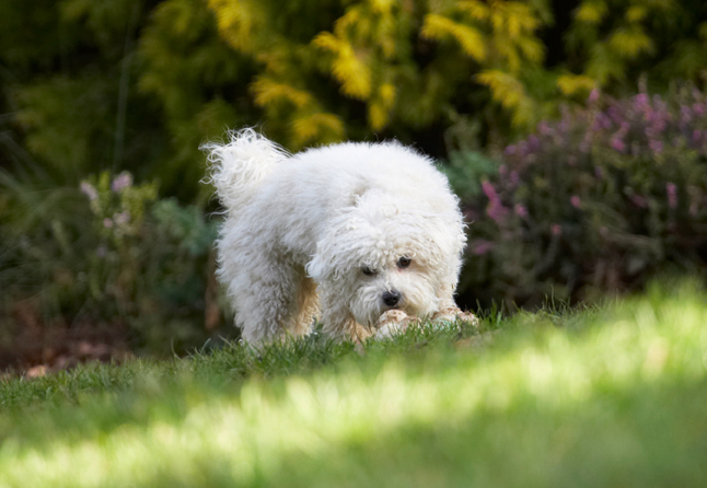 Oooh, a ball to play with