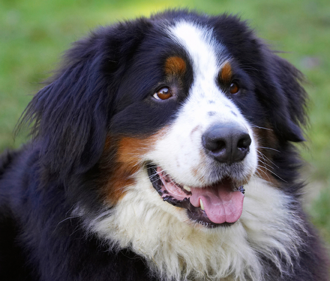 Bernese Mountain Dog, Digby, Dog, Dogs, Head, Play, Playing, Playtime, Tongue
