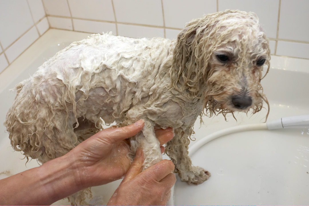 Bath, Bolognese, Dog, Dogs, Lulu, Oscar, Shower, Time