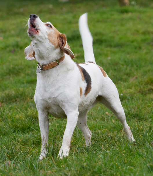Beagle, Beagles, Dog, Dogs, Howl, Howling, Play, Playing, Playtime, Stan
