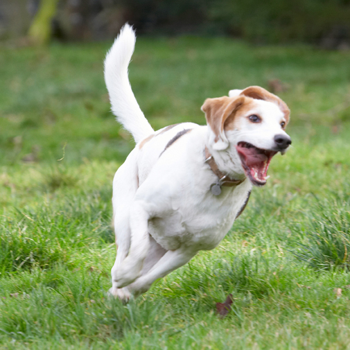 Beagle, Beagles, Dog, Dogs, Play, Playing, Playtime, Run, Running, Stan, Tongue