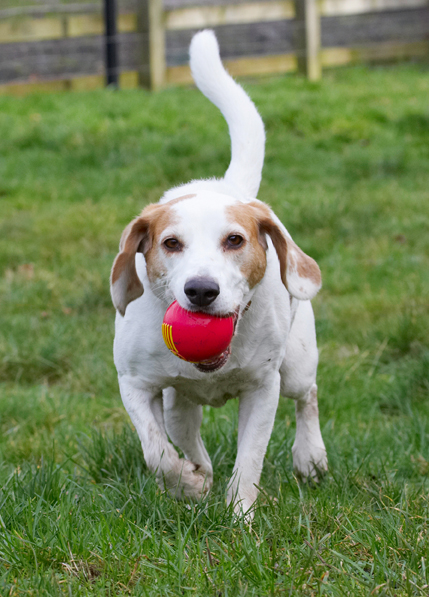 Ball, Beagle, Beagles, Dog, Dogs, Play, Playing, Playtime, Stan