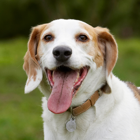 Beagle, Beagles, Dog, Dogs, Head, Play, Playing, Playtime, Smile, Smiling, Stan, Tongue