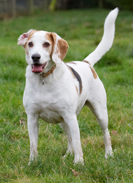 Beagle, Beagles, Dog, Dogs, Play, Playing, Playtime, Stan, Stand, Standing, Tongue