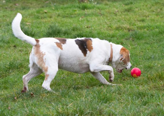 Ball, Beagle, Beagles, Dog, Dogs, Play, Playing, Playtime, Stan