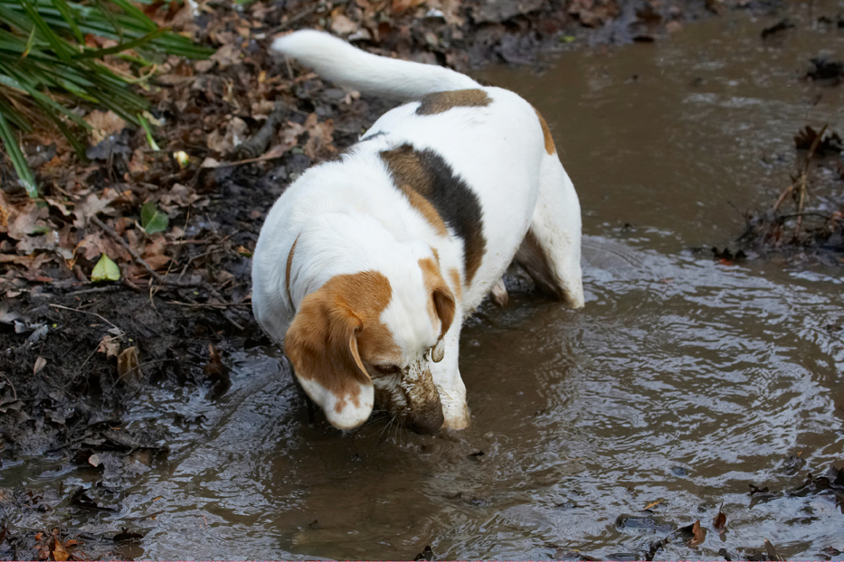 Beagle, Beagles, Dog, Dogs, Mucky, Mud, Play, Playing, Playtime, Stan, Stream, Water