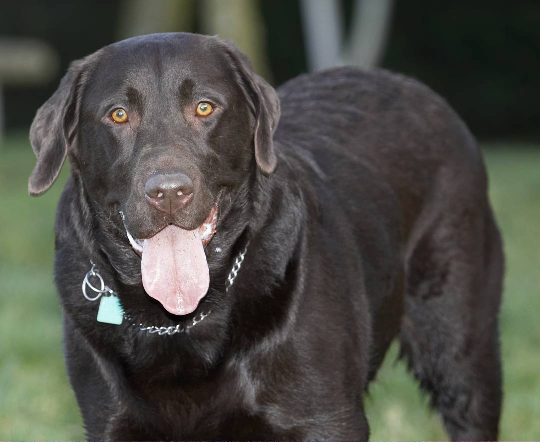 Chocolate, George, Labrador, Labradors, Play, Playing, Playtime, Tongue
