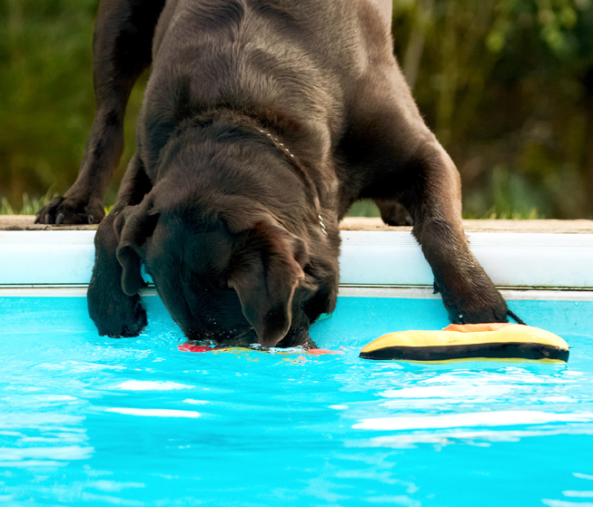 Chocolate, Playing, Play, Land Mammals, Land Mammal, Labradors, Labrador, George, Dogs, Dog, Animal, Animals, Canine, Canines, Playtime, Pool, Swimming, Terrestrial Mammal, Terrestrial Mammals, Water