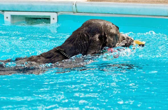 Labradors, Land Mammal, Land Mammals, Play, Playing, Playtime, Pool, Swimming, Terrestrial Mammal, Terrestrial Mammals, Water, Animal, Animals, Canine, Canines, Chocolate, Dog, Dogs, George, Labrador