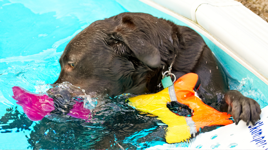 Labradors, Land Mammal, Land Mammals, Play, Playing, Playtime, Pool, Swimming, Terrestrial Mammal, Terrestrial Mammals, Water, Animal, Animals, Canine, Canines, Chocolate, Dog, Dogs, George, Labrador