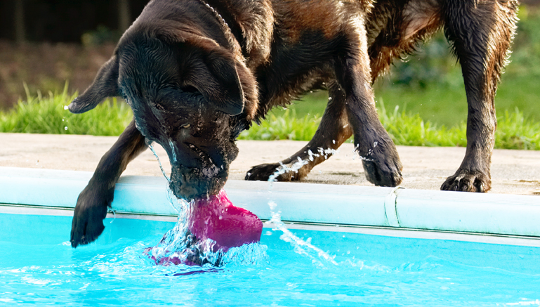 Labradors, Land Mammal, Land Mammals, Play, Playing, Playtime, Pool, Swimming, Terrestrial Mammal, Terrestrial Mammals, Water, Animal, Animals, Canine, Canines, Chocolate, Dog, Dogs, George, Labrador